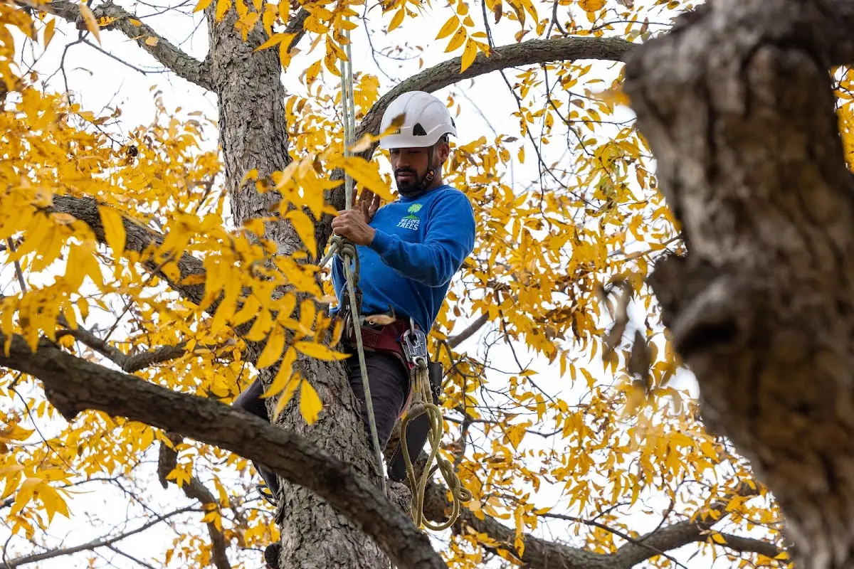 Skilled Tree Trimming crew working in Purling